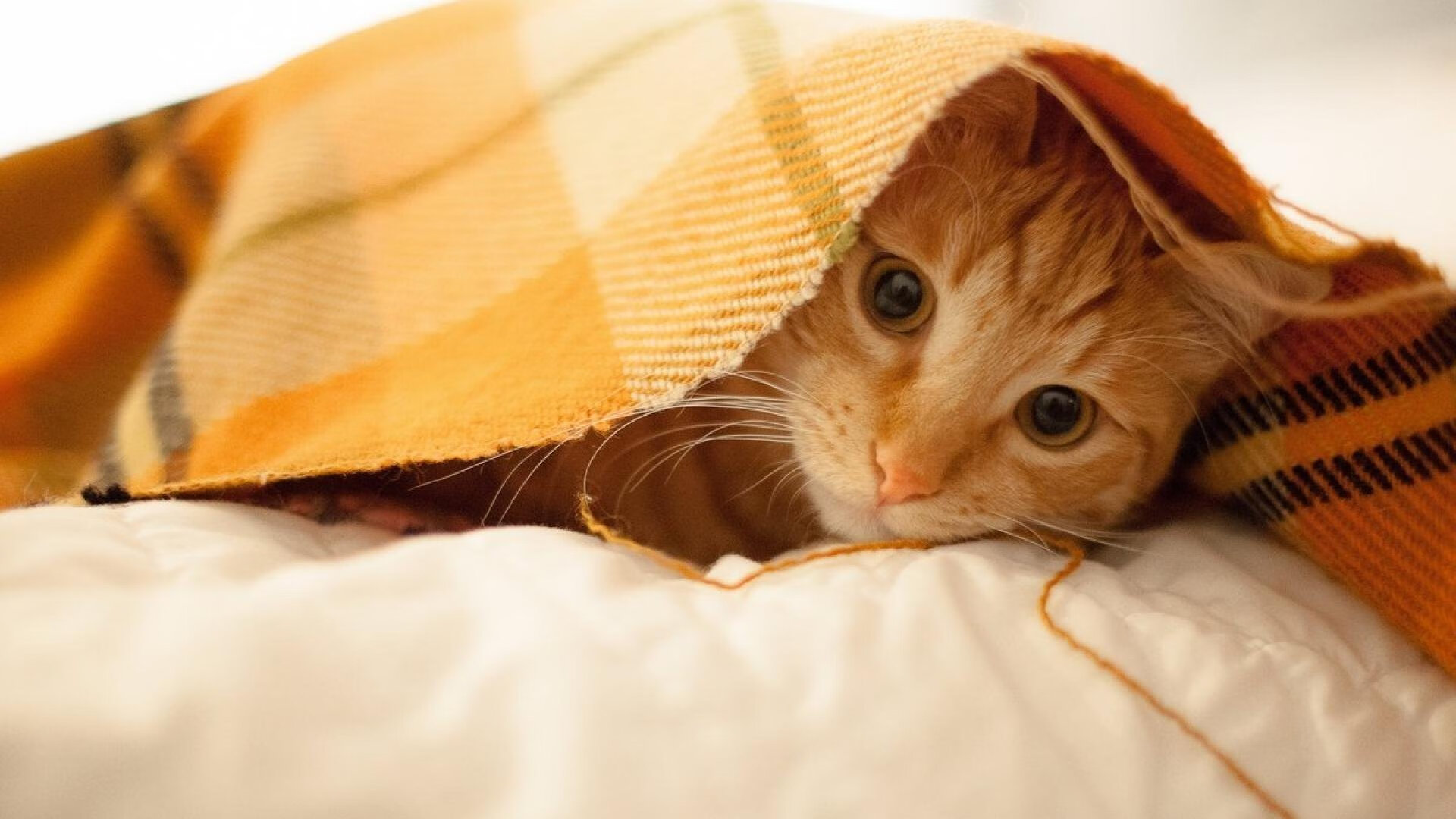 乐鱼官网-国家队选拔机制未整合数据化球员评分