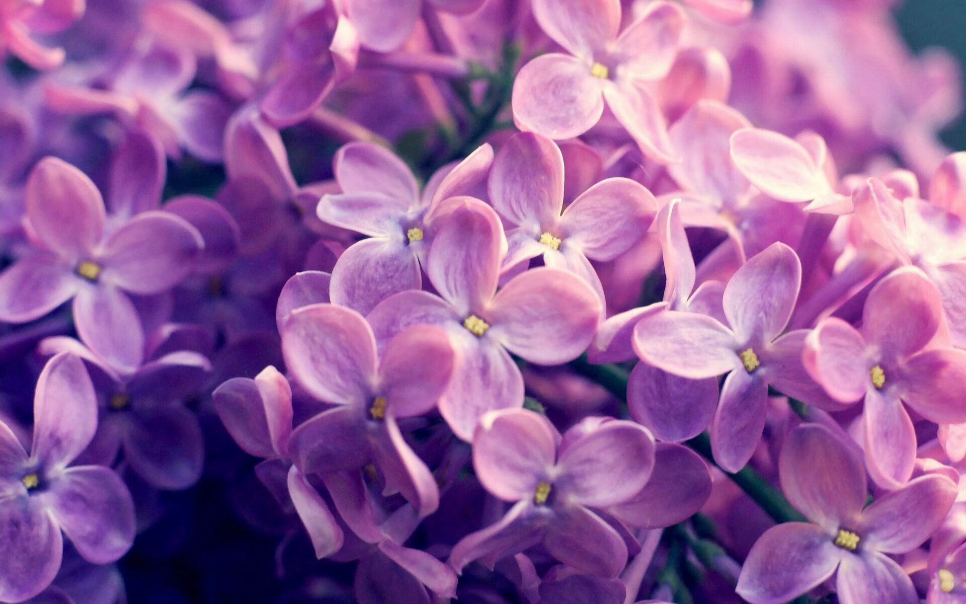 LeyuSports-图卢兹中场调度带动节奏连贯输出，图卢兹crous