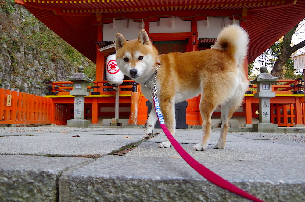 乐鱼电竞在线平台-球队是否围绕体能模型定制战术切换时间点，球队战术怎么设置