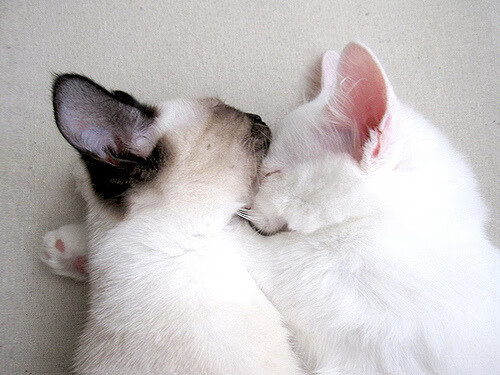 APP下载 LY Sports-瑞典队未来发展：以高效训练体系增强核心竞争力，瑞典队的比赛