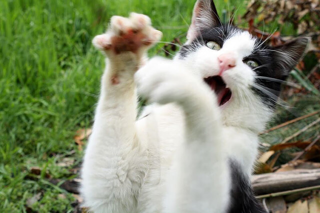 leyu乐鱼体育综合-美国队在国际乒联混合团体世界杯中的心理素质与表现，美国乒乓球队访问中国时间