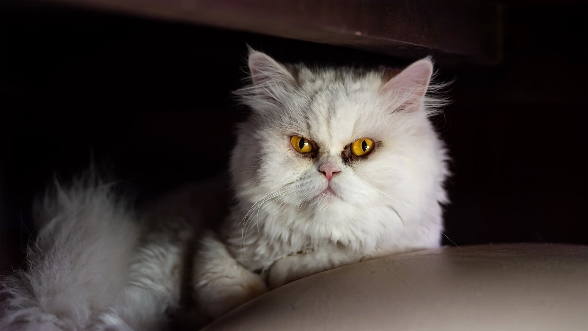 乐鱼体育-“霍斯特：南非橄榄球的下一位传奇人物？”