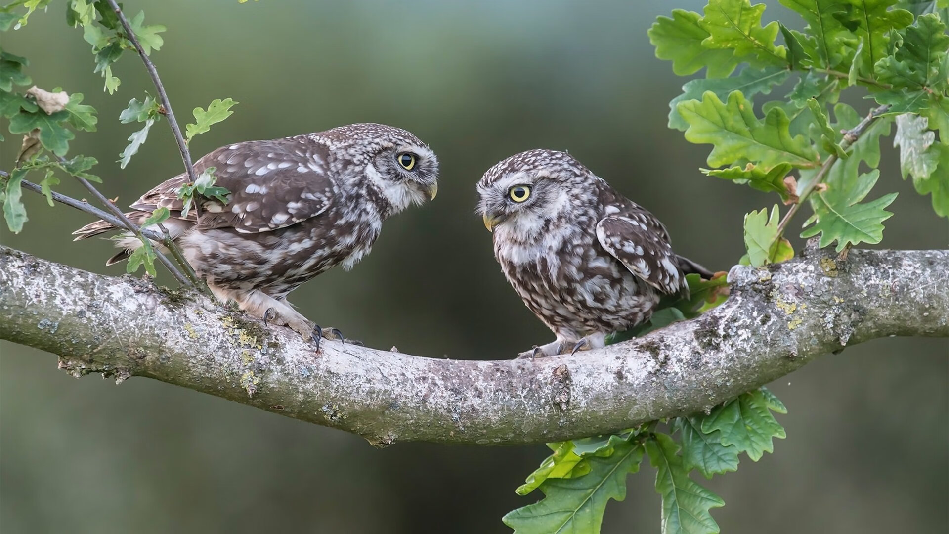 乐鱼电竞在线平台登录入口-乔纳·隆戈：全黑队的破坏性武器，凭借速度与力量打破防线，乔纳坦资料