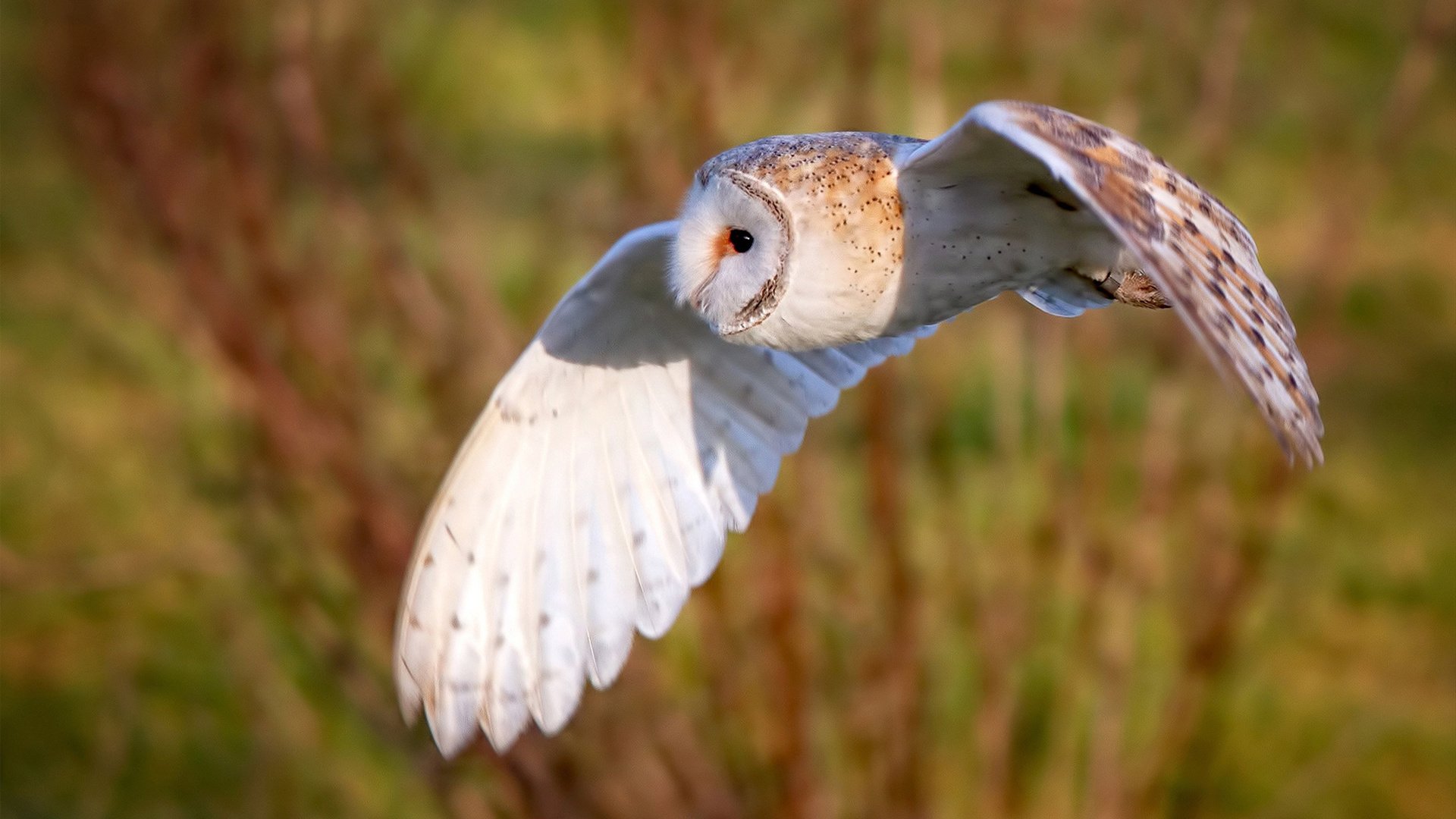 乐鱼电竞-仰泳赛道荷兰女队表现稳健，荷兰游泳女名将