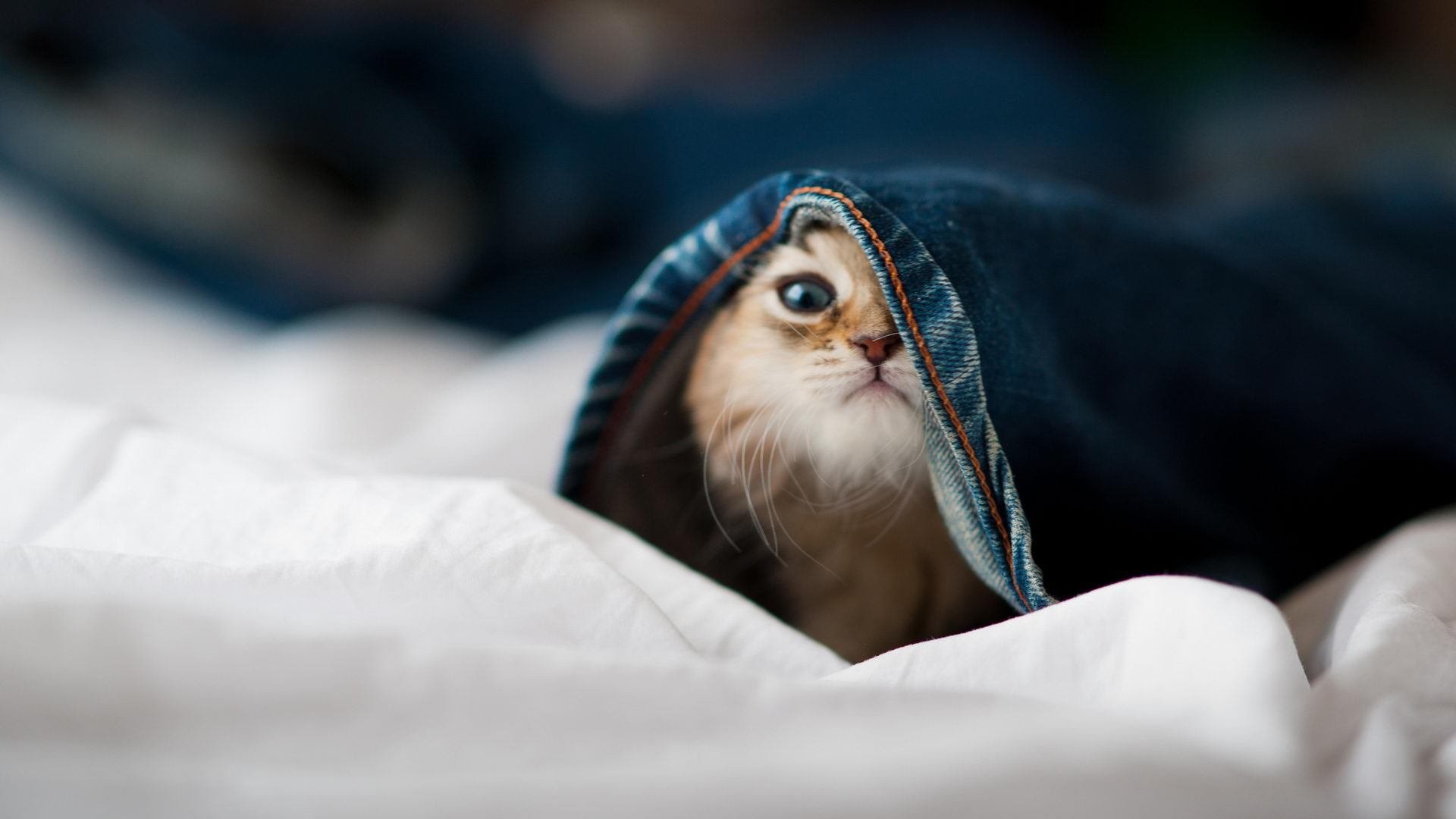 Leyu Sport下载-塞尔维亚男篮在欧洲预赛中奋勇追击,争取奥运门票!,塞尔维亚男篮奥运预选赛