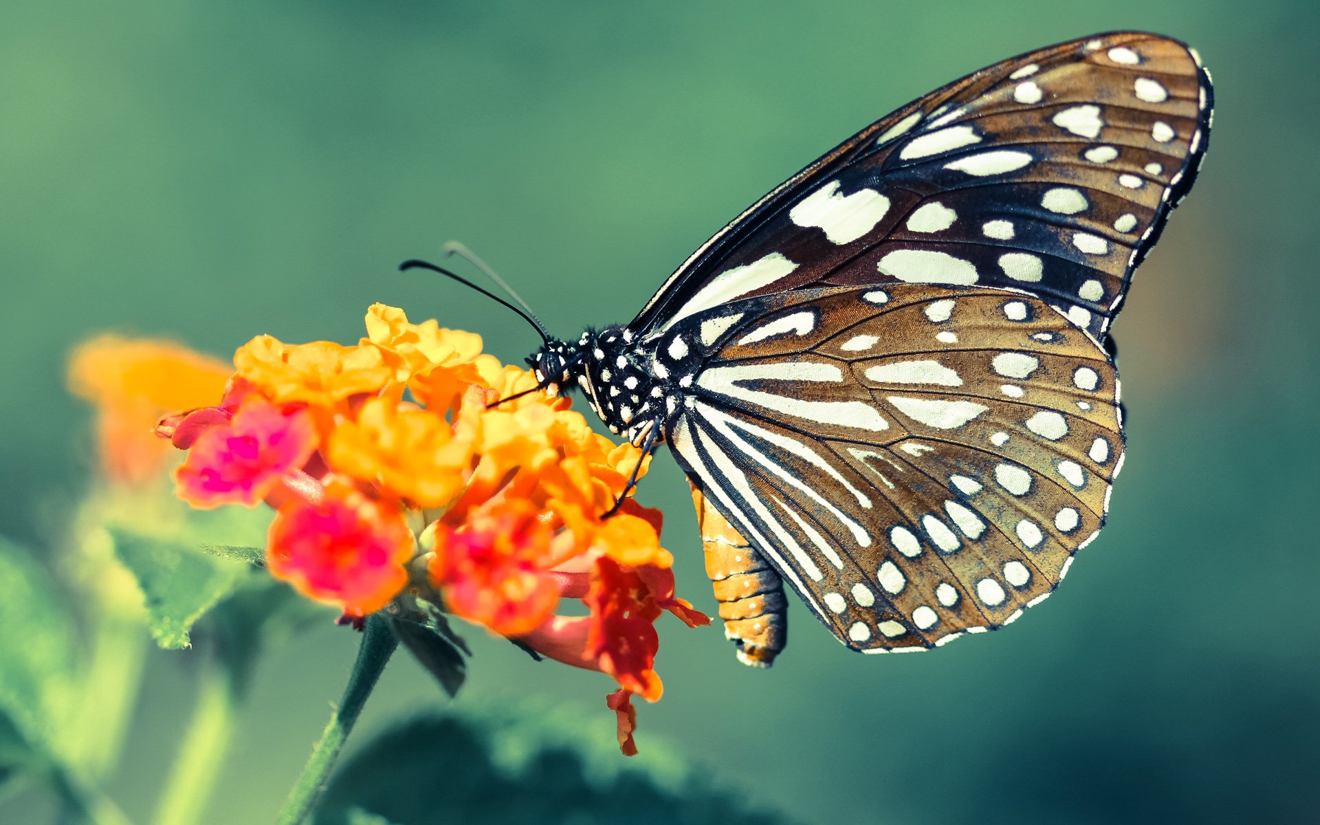 LEYU乐鱼体育官方网站-法甲新星闪耀:未来足球新领袖!,法甲新赛季宣传片