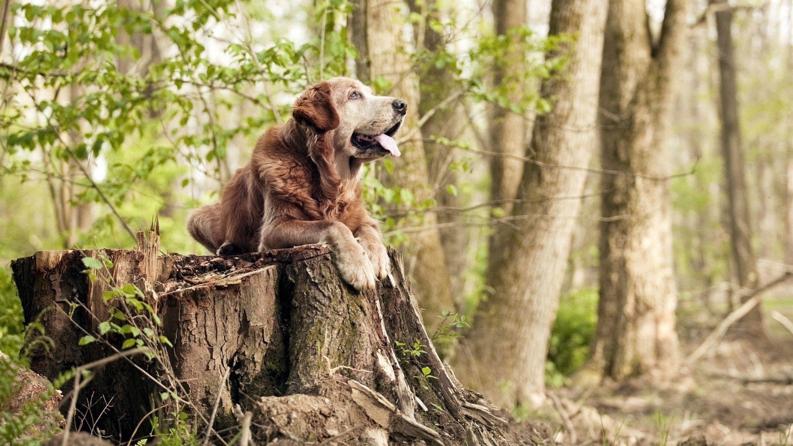LEYU SPORTS中国官方网站-火箭主帅谈比赛策略强调防守优先,火箭的主帅