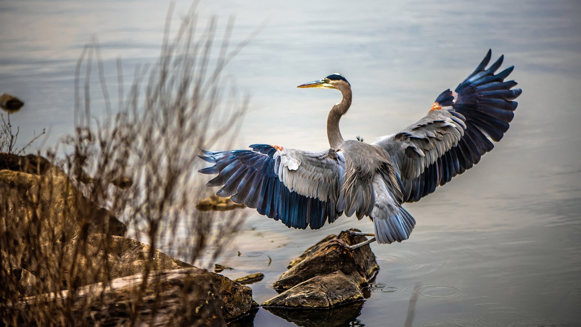 乐鱼体育(中国)官方网站-美国小将温斯坦决赛表现不俗，nba温斯顿