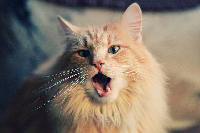 乐鱼官网-陈艺文继续领跑女子跳水赛场,陈艺文夺得全运会女子3米板金牌